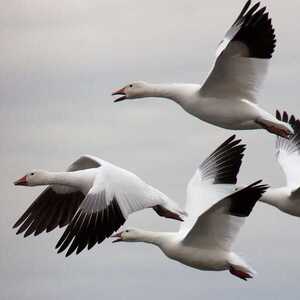Team Page: Snow Geese